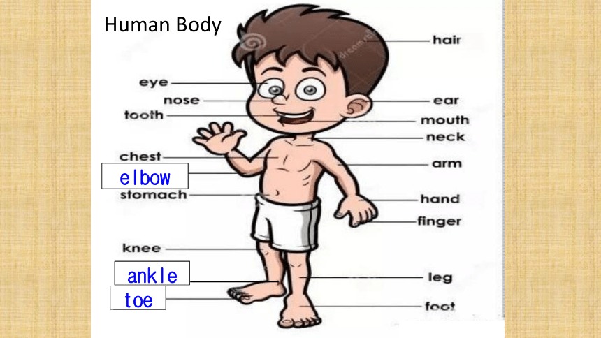 高考英语二轮专题复习：人体相关词汇 课件（28张PPT）