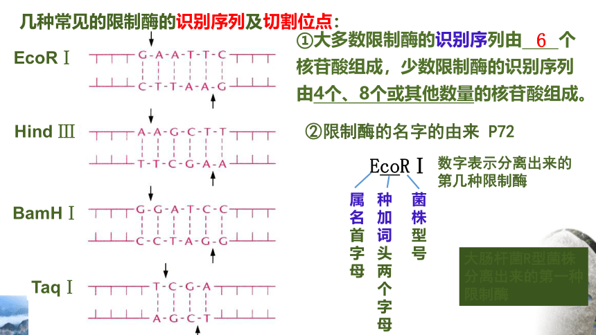 3.1重组DNA技术的基本工具课件(共37张PPT) 生物人教版（2019）选择性必修3