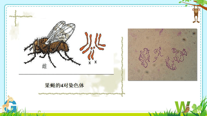 8.22.1 DNA是主要的遗传物质课件(共30张PPT)2023--2024学年苏教版生物八年级下册