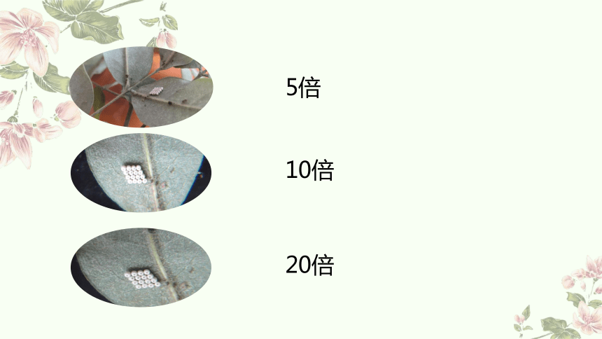 小学科学教科版六年级上册：2-怎样放得更大-教学课件(共18张PPT)