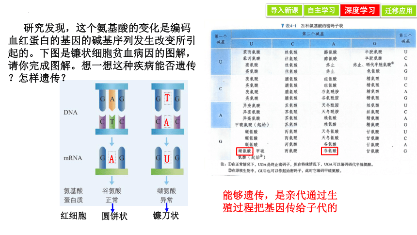 5.1 基因突变和基因重组 课件(共28张PPT)-2023-2024学年高一人教版（2019）生物必修2