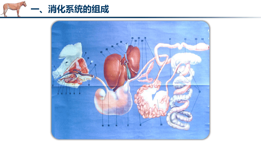 3.1 消化管的识别 课件(共28张PPT)《畜禽解剖生理（第四版）》同步教学(高教版)