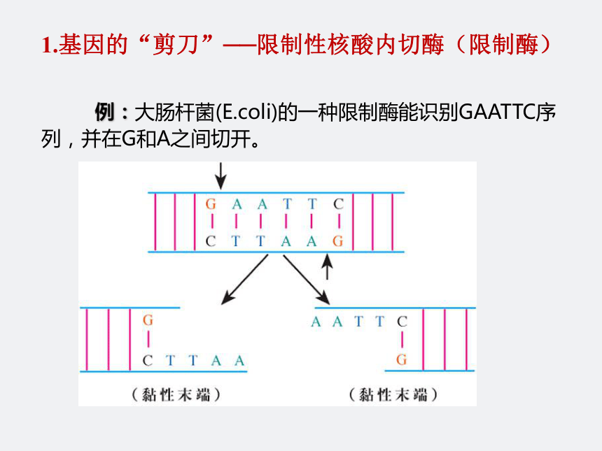 高中生物人教版必修二6.2 基因工程及其应用(共26张PPT)