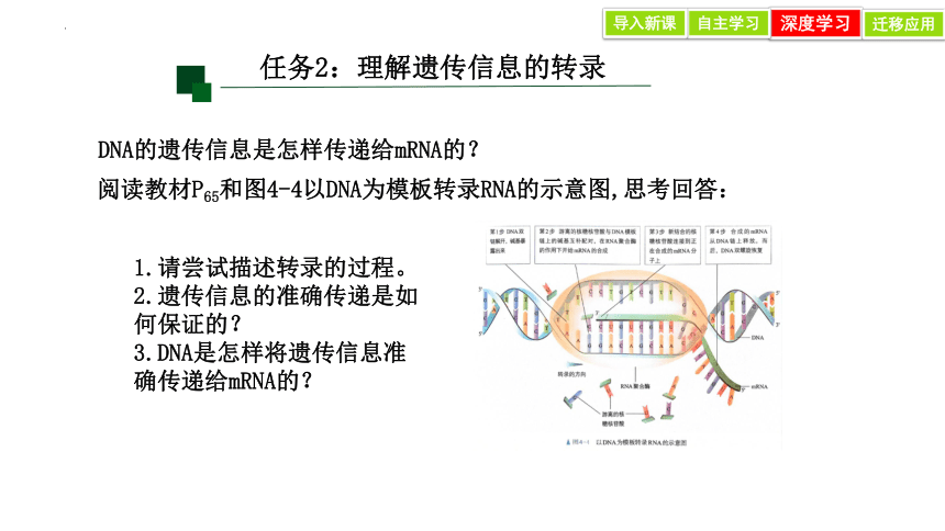 4.1 基因指导蛋白质的合成 课件(共32张PPT)-人教版必修2