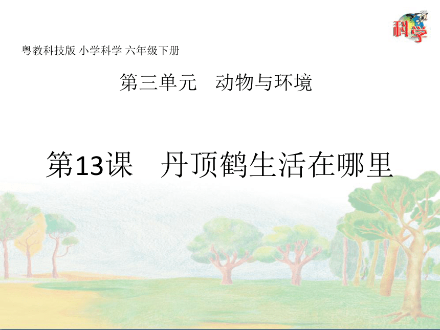 粤教粤科版（2017秋）六年级下册3.13丹顶鹤生活在哪里（课件共25张ppt）