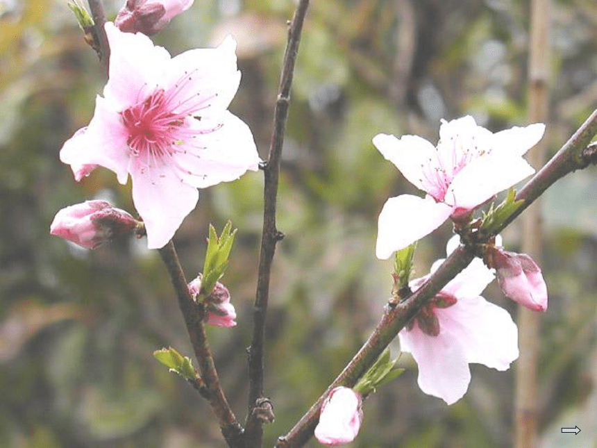 4.1 植物——解剖并观察花和果实的结构（实验） 课件(共33张PPT)