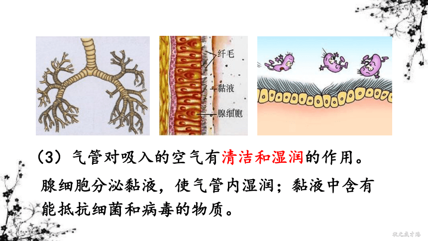 4.3 第一节 呼吸道对空气的处理 课件（33张ppt)