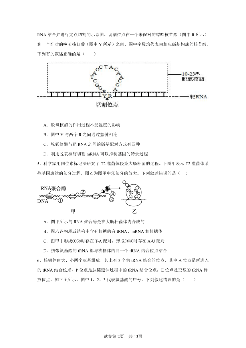 4.1基因指导蛋白质的合成同步练习（含解析）2023——2024学年高生物人教版（2019）必修2遗传与进化