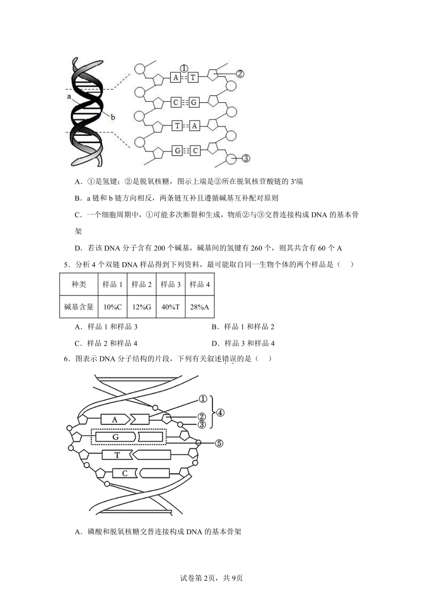 3.2DNA的结构同步练习（含解析）2023——2024学年高生物人教版（2019）必修2遗传与进化