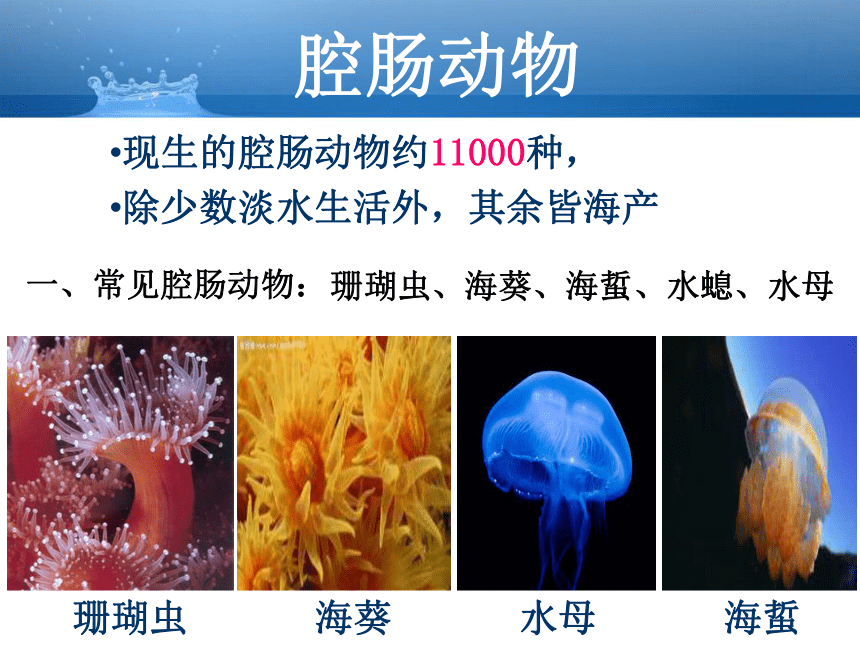 人教生物八上第5单元第1章1腔肠动物和扁形动物  课件（共21张PPT）