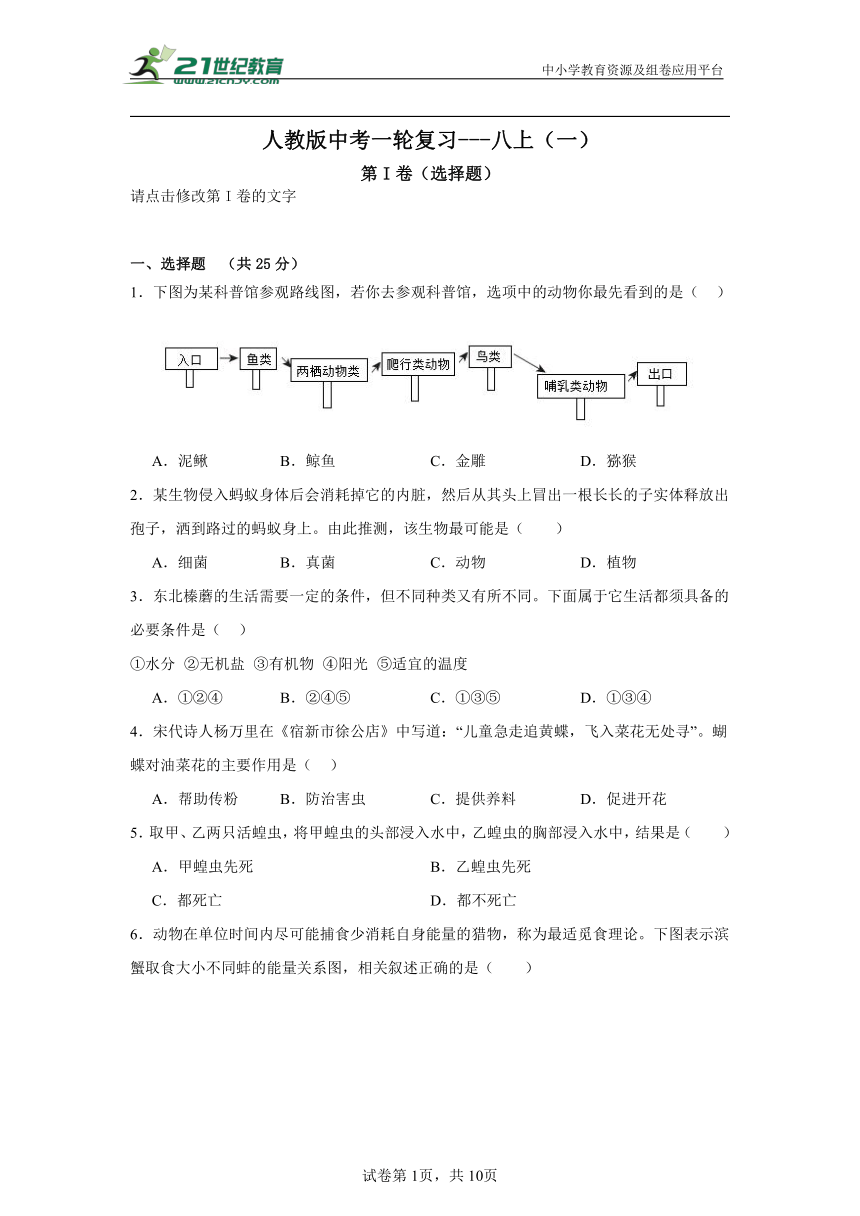 人教版中考一轮复习---八上（一）（含解析）