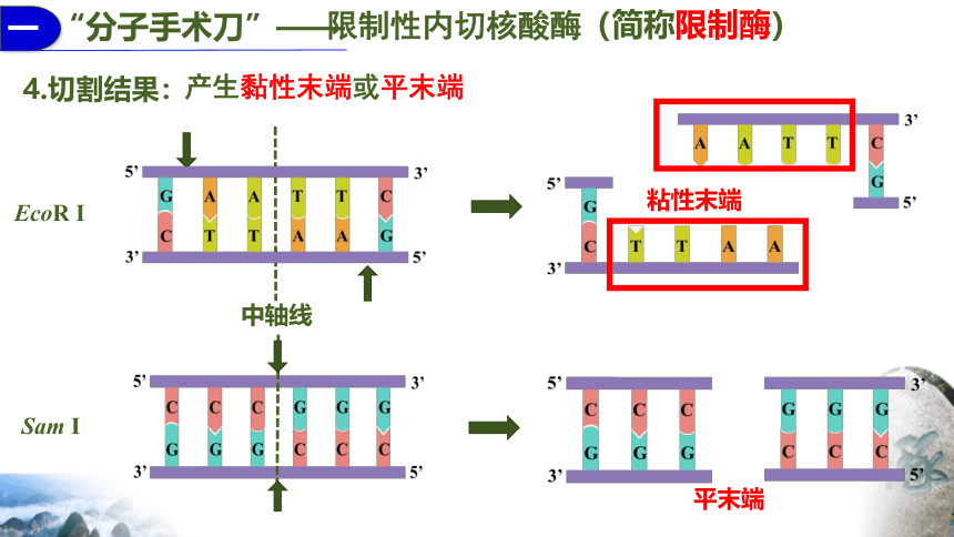 3.1重组DNA技术的基本工具课件(共37张PPT) 生物人教版（2019）选择性必修3