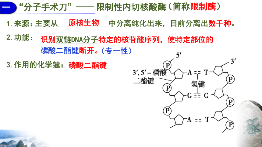 3.1重组DNA技术的基本工具课件(共37张PPT) 生物人教版（2019）选择性必修3