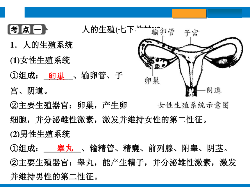 2024浙江省中考科学总复习第3讲　人与动物的生殖和发育（课件 30张PPT）