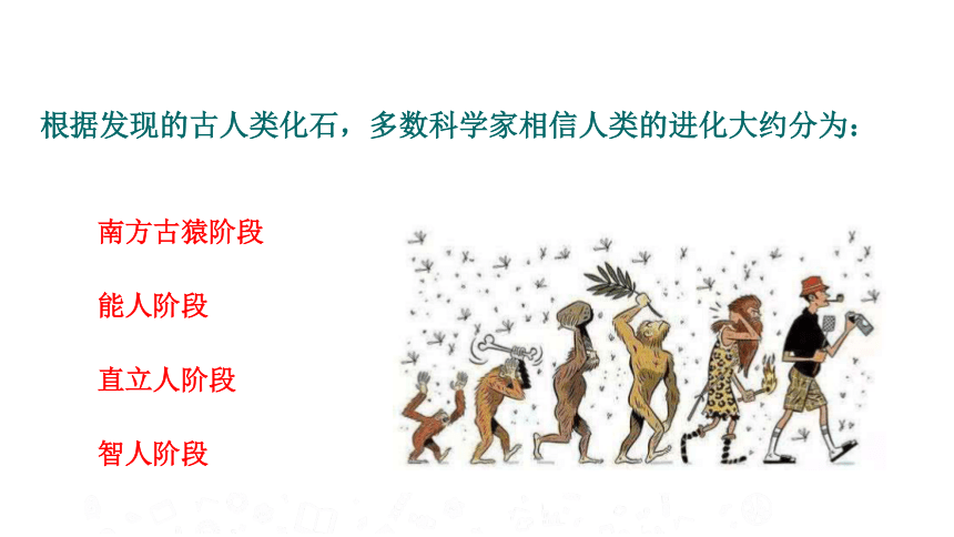 2020年秋苏教版八年级上册生物16.4 人类的起源和进化 课件(共31张PPT)