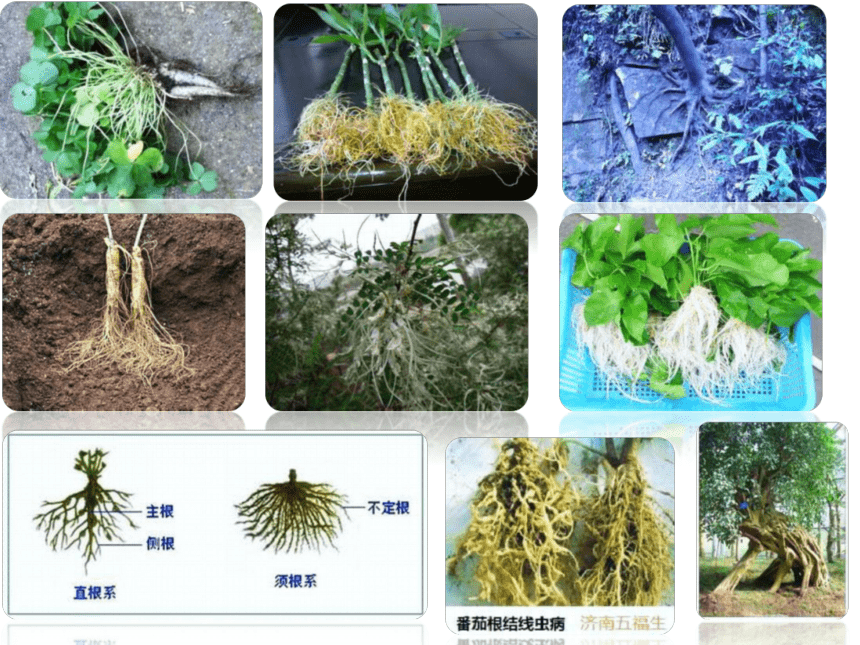 2.1植物的营养器官根 课件(共64张PPT)《种植基础》同步教学（中国农业出版社）
