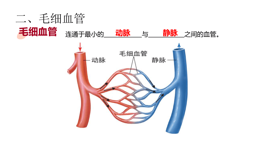 4.4.2 第二节 血流的管道──血管课件(共33张PPT＋内嵌视频1个)人教版 七年级下册