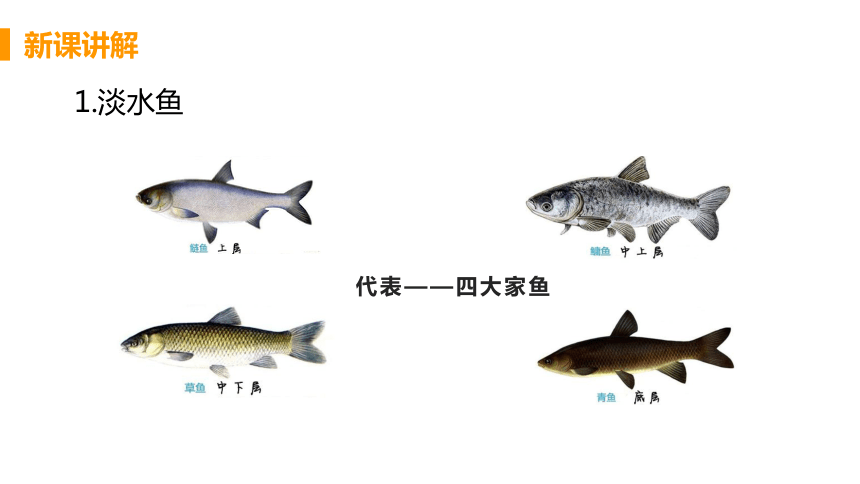 人教版生物八年级上册5.1.4鱼课件（40张PPT)
