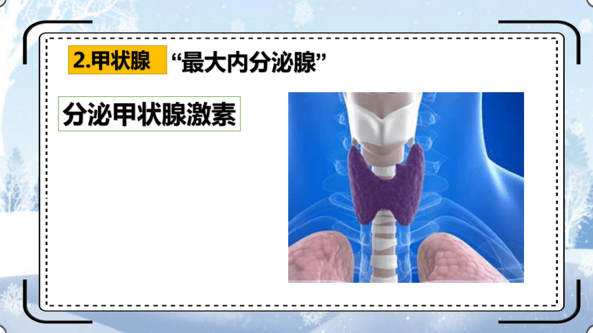 4.12.1激素调节课件(共30张PPT)2023--2024学年苏教版生物七年级下册