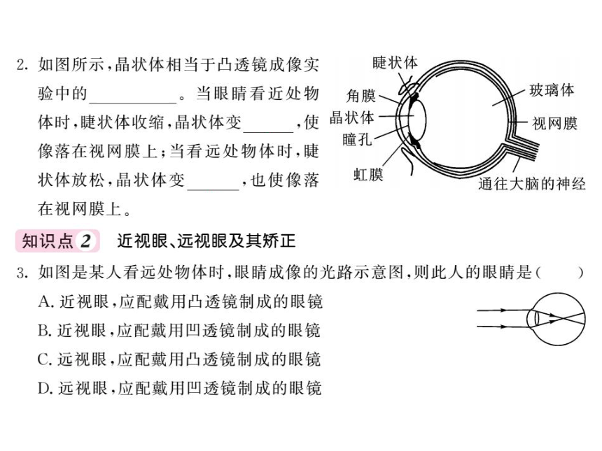 4．6．1 眼睛和眼镜—2020秋沪科版八年级物理上册习题课件（共16张PPT）