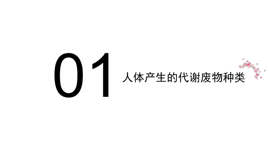 4.11.1人体产生的代谢废物-北师大版七年级生物下册课件(共24张PPT)