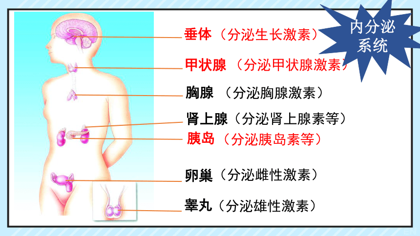 4.6.4 激素调节 课件(共34张PPT)人教版七下生物