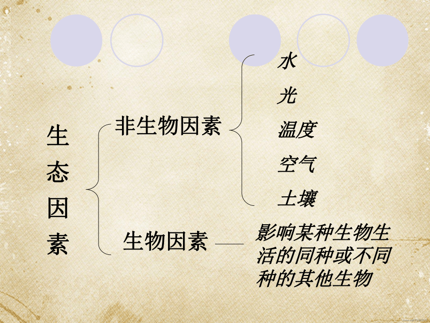 北师大版八年级生物下册 8.23.1 生物的生存依赖一定的环境课件(共37张PPT)