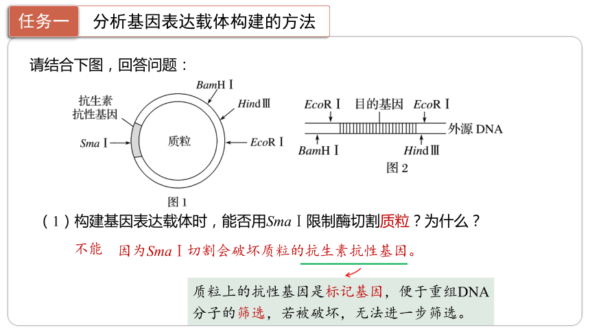 3.2.基因表达载体的构建课件(共23张PPT)-2023-2024学年高二下学期生物人教版（2019）选择性必修3