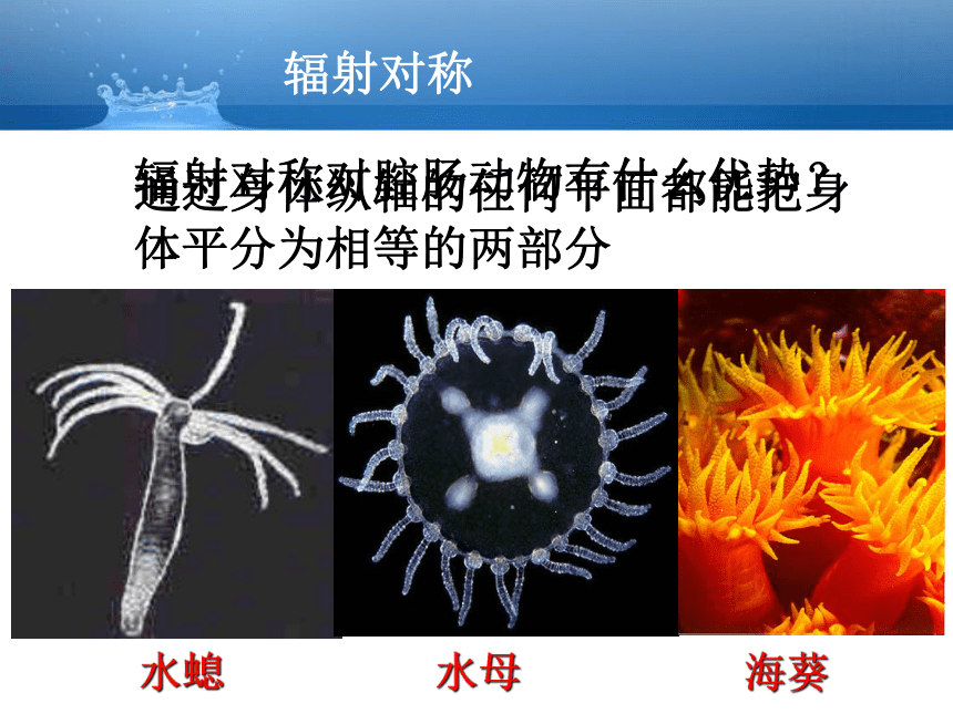 人教生物八上第5单元第1章1腔肠动物和扁形动物  课件（共21张PPT）