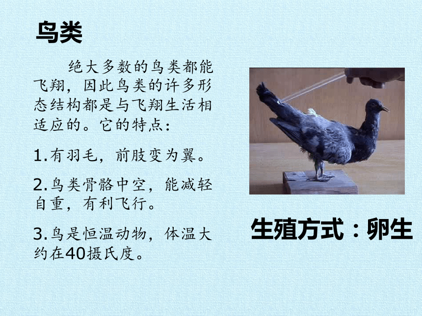 华师大版七年级科学上册 第2章 生物的主要类群 复习课件(共25张PPT)