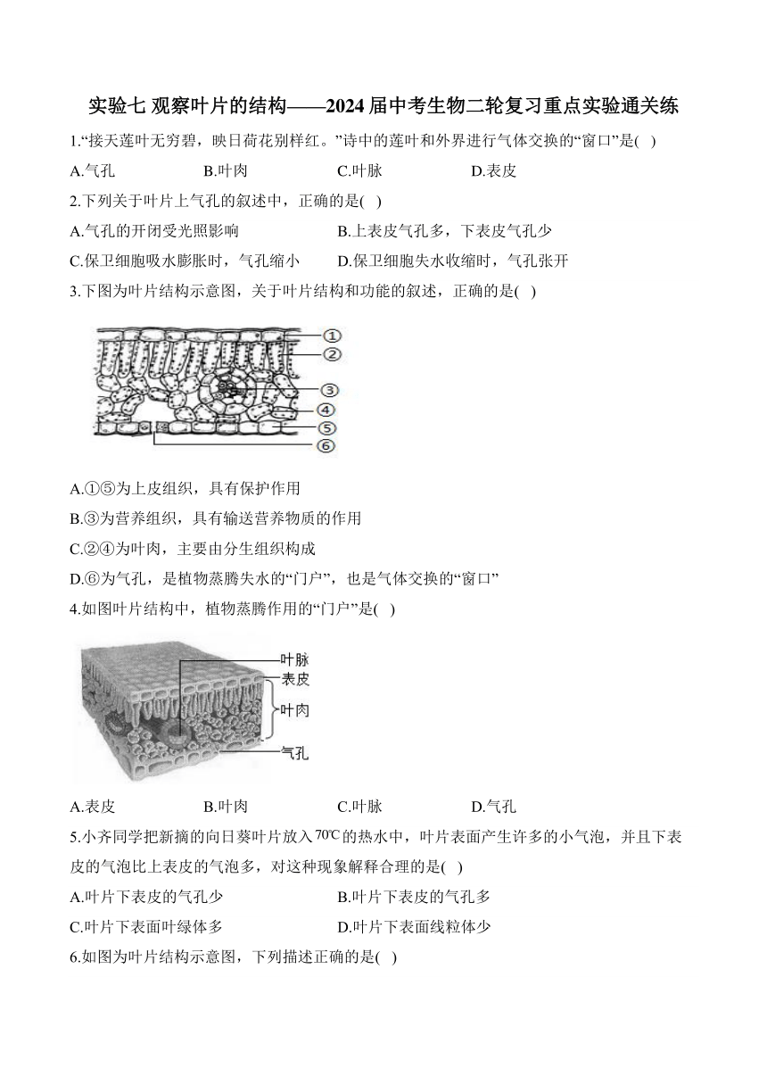 2024年中考生物二轮复习重点实验通关练——实验七 观察叶片的结构（含解析）