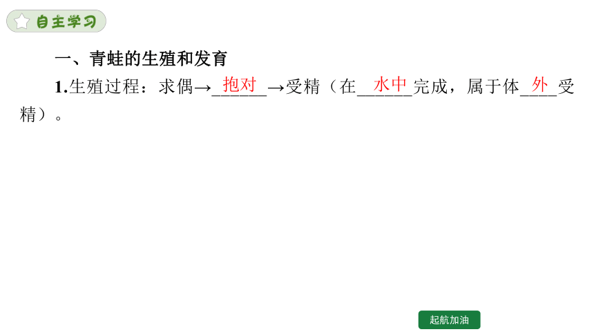 7.1.3 两栖动物的生殖和发育课件(共23张PPT）人教版八年级下册