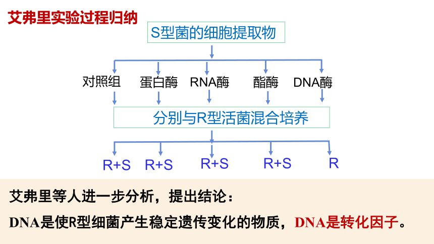 3.1 DNA是主要的遗传物质-(共48张PPT)课件人教版（2019）必修二