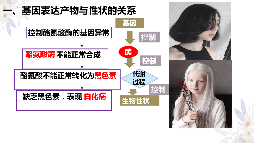 4.2 基因表达与性状的关系课件(共67张PPT)-2023-2024学年高一下学期生物人教版（2019）必修2