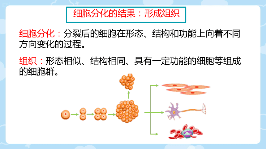 2.3.3  细胞的分裂与分化  课件(共24张PPT)2023-2024学年苏教版生物七年级上册