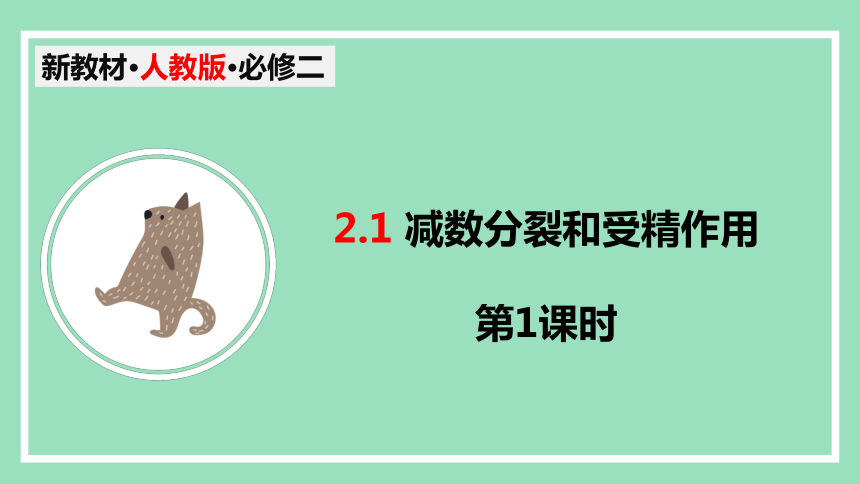 2.1 减数分裂和受精作用（第1课时） 课件(共52张PPT) 2023-2024学年高一生物人教版（2019）必修2