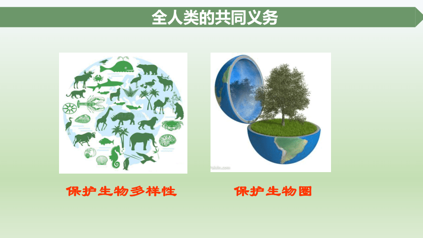 北师大版七年级下册生物14.2 保护生物圈是全人类的共同义务课件(共15张PPT)