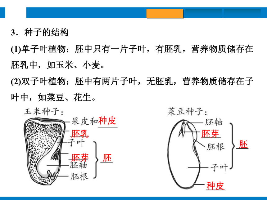 2024浙江省中考科学总复习第4讲　植物的生殖和发育　细菌、真菌的繁殖（课件 32张PPT）