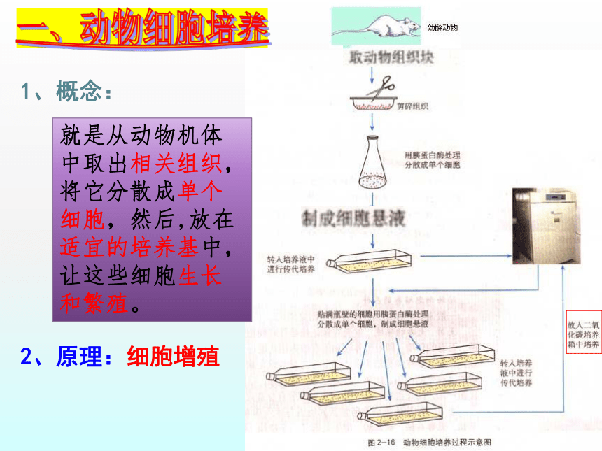 2020年高中生物人教选修3专题2课件：2．2．1 动物细胞培养和核移植技术（共48张PPT）