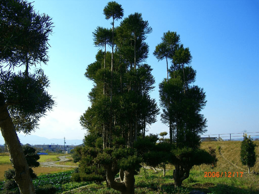 11.水墨画树 课件（17张幻灯片）