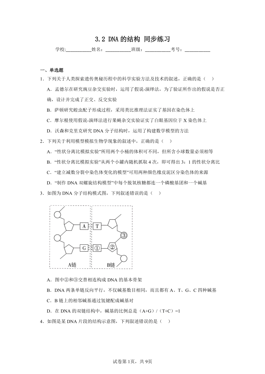 3.2DNA的结构同步练习（含解析）2023——2024学年高生物人教版（2019）必修2遗传与进化