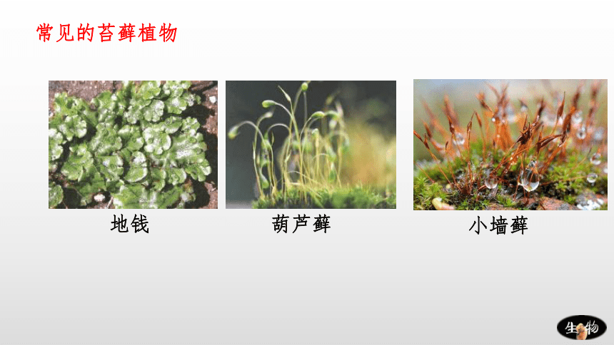 22.3 植物的主要类群  课件(共33张PPT)