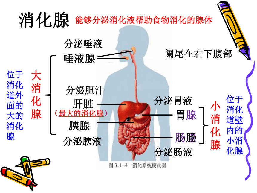 第三单元 第一章 第二节 消化和吸收（第一课时）课件(共26张PPT)