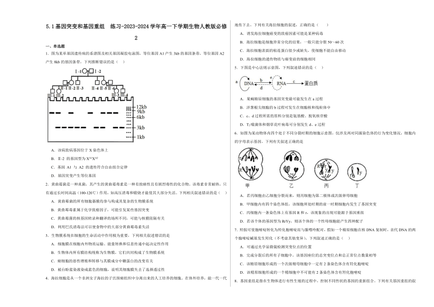 5.1基因突变和基因重组  练习（含解析）-2023-2024学年高一下学期生物人教版必修2