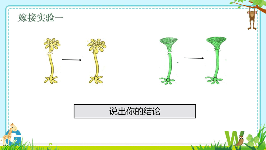 8.22.1 DNA是主要的遗传物质课件(共30张PPT)2023--2024学年苏教版生物八年级下册