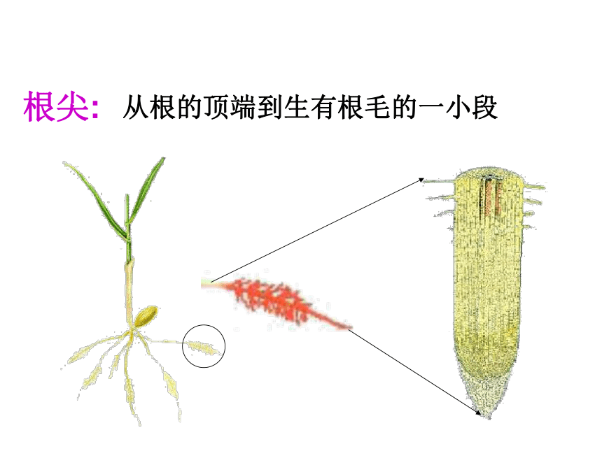 苏教版生物七年级上册3.5.2 植物根的生长 课件(共24张PPT)