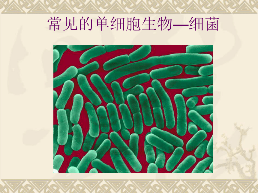 苏教版生物七年级上册2.4.1 单细胞生物 课件(共29张PPT)