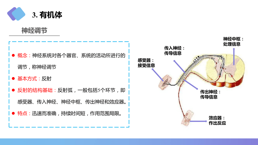 1.4器官、系统和有机体 课件(共15张PPT)《畜禽解剖生理学》同步教学（中国农业出版社）