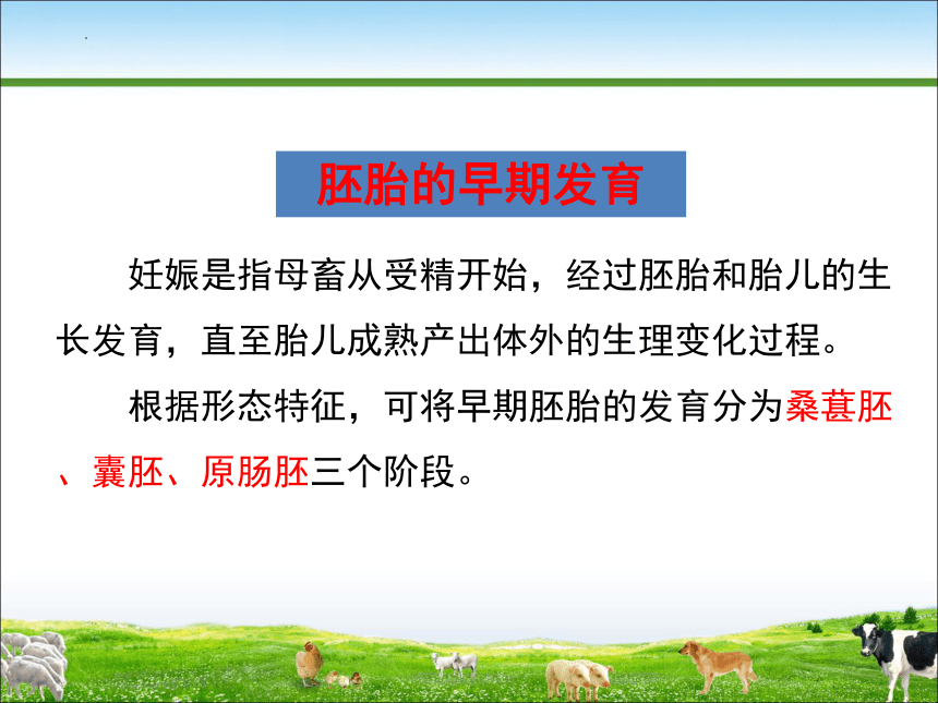 6.3妊娠生理 课件(共29张PPT)《畜禽繁殖》同步教学（中国农业出版社）