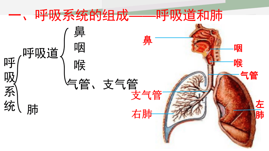 北师大版七年级下册10．2 人体细胞获得氧气的过程 课件 （共19张PPT）